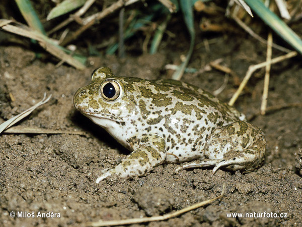 Hrabavka škvrnitá (Pelobates fuscus)